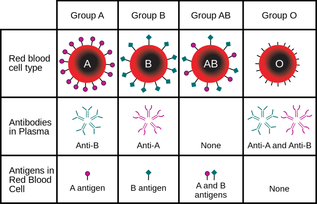 Reverse Blood Grouping: Principle, Procedure, Interpretation And ...