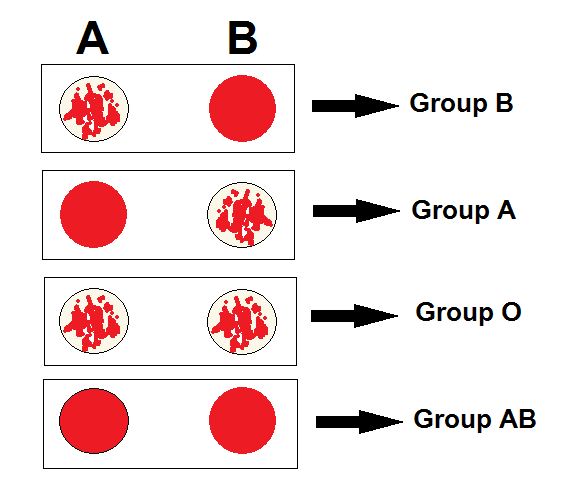 Human Blood Group Chart