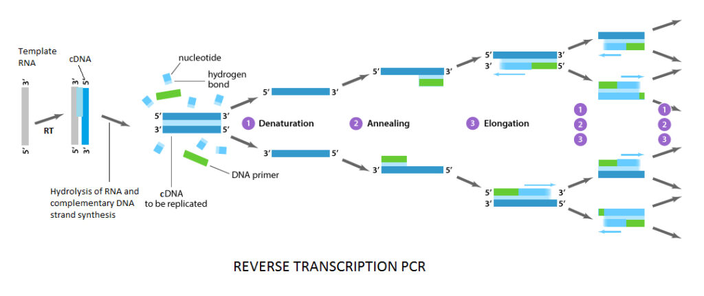 how-covid-19-rt-pcr-test-works-principle-and-protocol