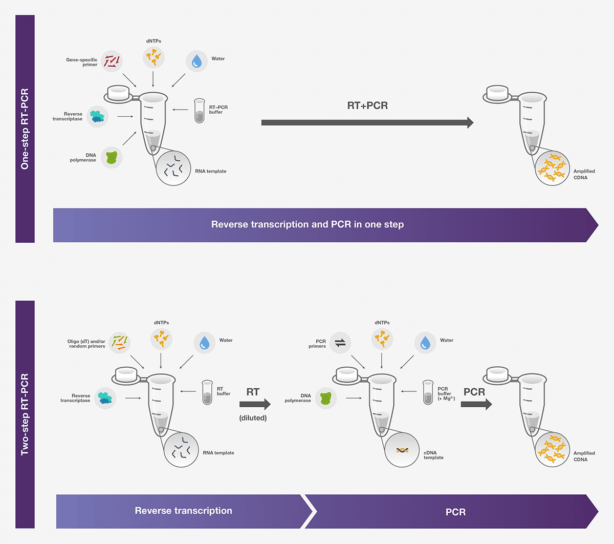 How COVID19 RTPCR Test Works? Principle and Protocol