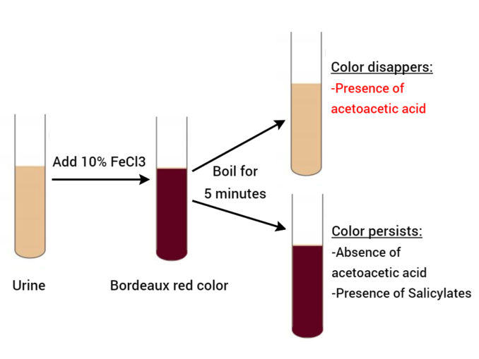 Urine Pregnancy Test UPT Principle Procedure Interpretation And