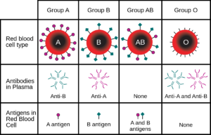 Reverse Blood Grouping: Principle, Procedure, Interpretation and ...