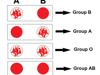 Reverse-blood-grouping