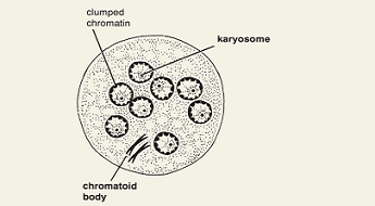 Entamoeba-coli-cyst