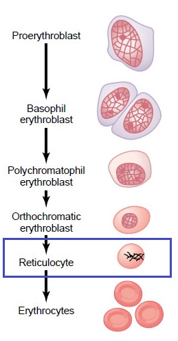 Reticulocyte Count : Principle, Procedure, Calculations and Clinical ...