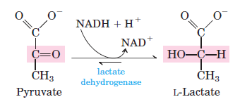 Anaerobic-Glycolysis