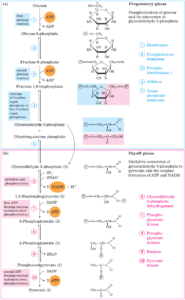 Glycolysis: All Steps Explained with Diagrams, Enzymes, Products and ...