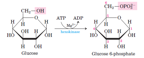 Glycolysis-Step-1