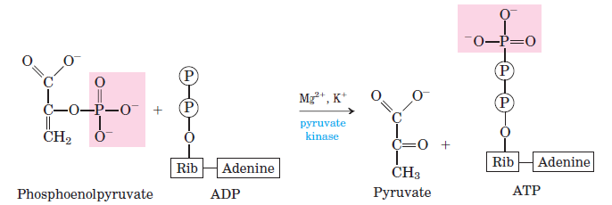 Glycolysis-Step-10