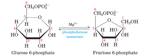 Glycolysis-Step-2