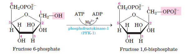 Glycolysis-Step-3