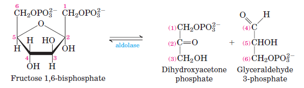 Glycolysis-Step-4