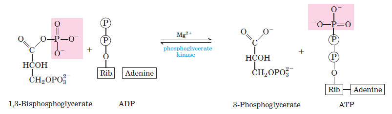 glycolysis steps