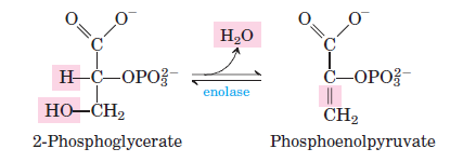 Glycolysis-Step-9