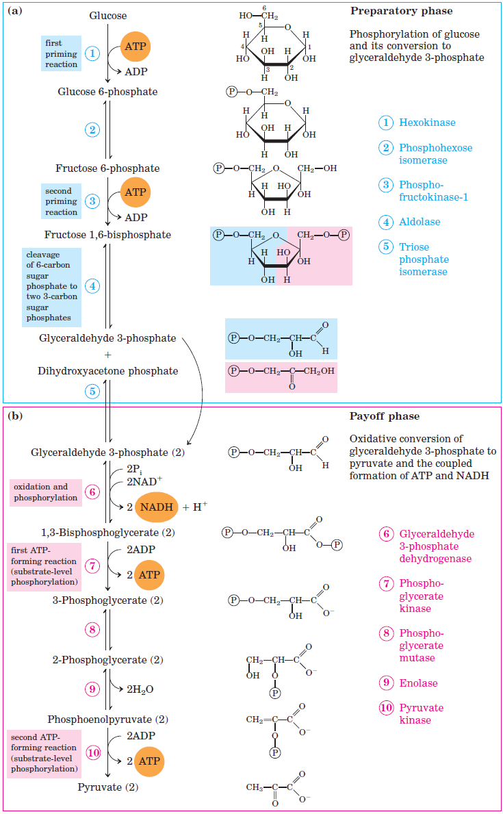 Anaerobic Glycolysis Pathway