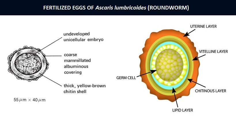 ascaris labelled diagram