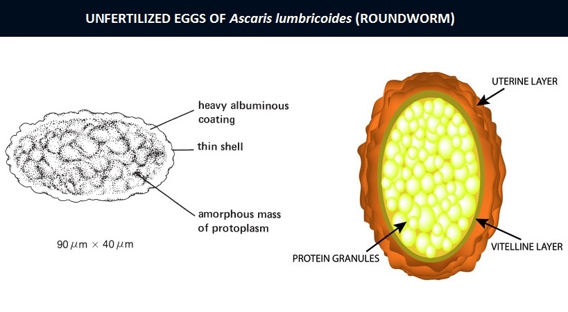 Ascaris lumbricoides (Roundworm) Eggs: Morphology, Characteristics and ...