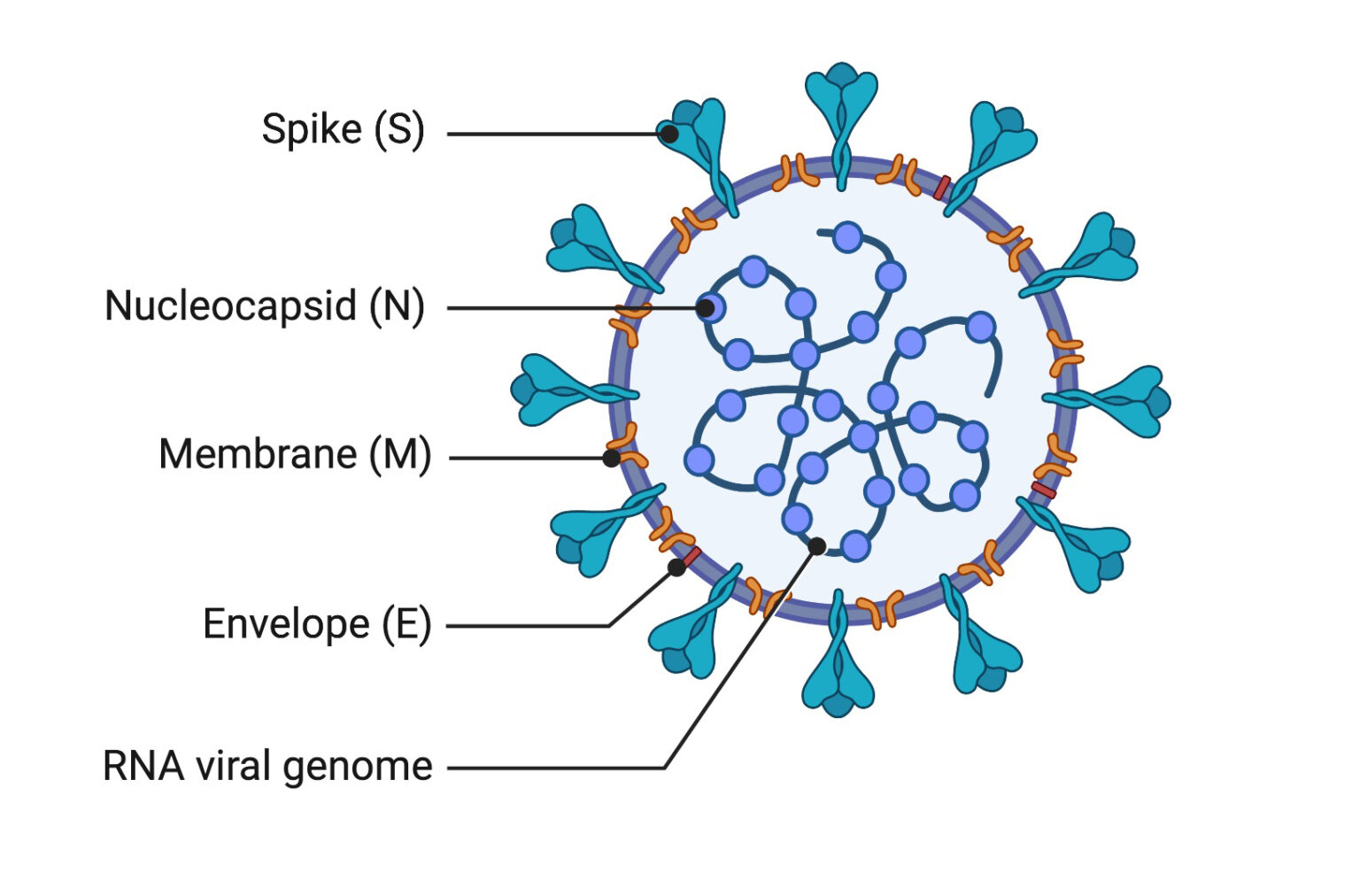 How COVID-19 RT-PCR Test Works? Principle and Protocol