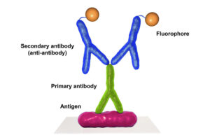 IFA-Scrub-Typhus