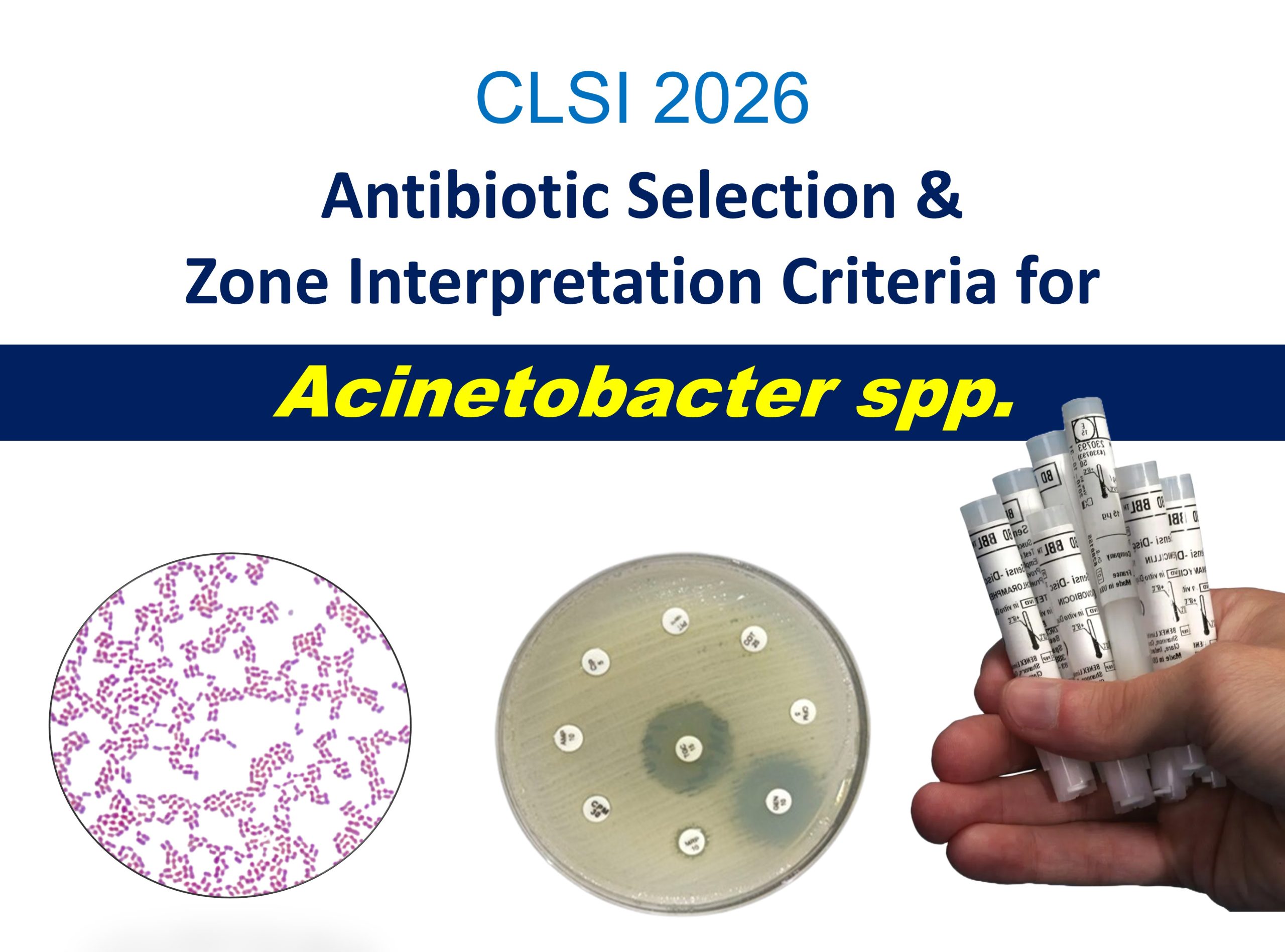 CLSI-2026-Acinetobacter-spp